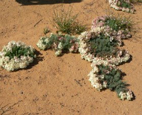 Marchagee WA Hotel QLD