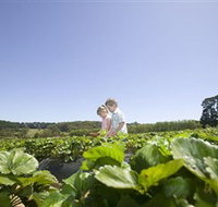 Sunny Ridge Strawberry Farm
