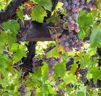  Murrumbateman Winery Company Pty Ltd  - Hotel QLD
