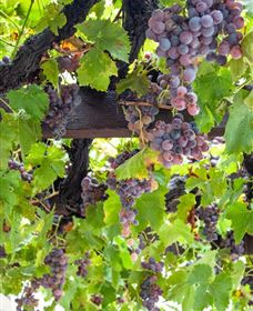  Murrumbateman Winery Company Pty Ltd  - Hotel QLD 0