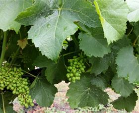 Kerralee Wines - Hotel QLD 1