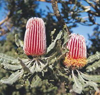 Coorow Wildflower Drive - Hotel QLD