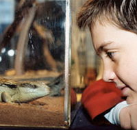 Canberra Reptile Zoo - Hotel QLD