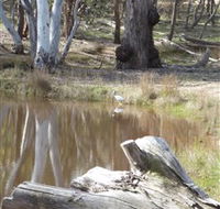 Mulligans Flat - Hotel QLD