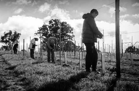 Clonakilla Wines - Hotel QLD 4