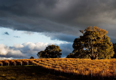 Clonakilla Wines - Hotel QLD 8