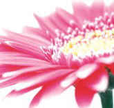 Burwood Plaza - Hotel QLD