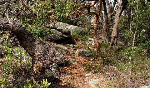 Box Head Track - Hotel QLD 0