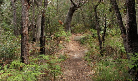 Box Head Track - Hotel QLD 1