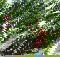 Forest Range Cherries - Hotel QLD