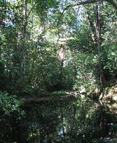 Wabunga Wayemba (Charmillan Creek Walking Track) - Hotel QLD 0