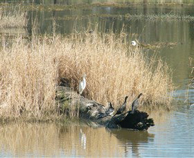 Narrandera Wetlands - Hotel QLD 3