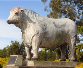 Rockhampton Bull Statues - Hotel QLD 1