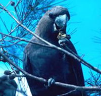 Mount Archer National Park - Hotel QLD