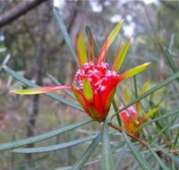 Glenbrook Native Plant Reserve and Nursery - Hotel QLD