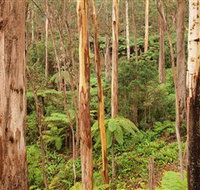 Cycle Mogo State Forest