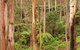 Cycle Mogo State Forest - thumb 1