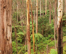 Cycle Mogo State Forest - Hotel QLD 1