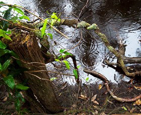 Mogo Bushwalk - Hotel QLD 0