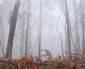 Mogo Bushwalk - Hotel QLD 1
