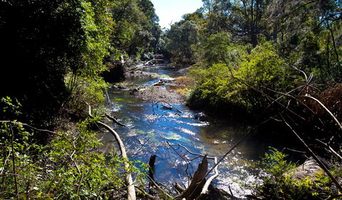 Rainforest Walk - Hotel QLD 2