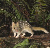 Tarkine Forest Reserve - Hotel QLD