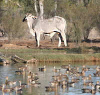 Natural Encounters Trail - Hotel QLD