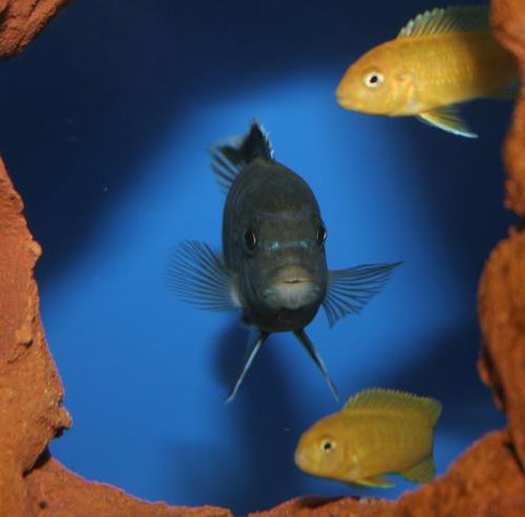 River To Reef Aquarium - Hotel QLD 1