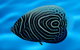 River To Reef Aquarium - thumb 2