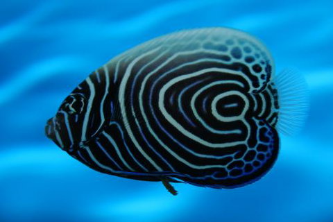 River To Reef Aquarium - Hotel QLD 2