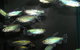 River To Reef Aquarium - thumb 3