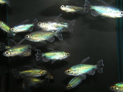 River To Reef Aquarium - Hotel QLD 3
