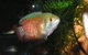 River To Reef Aquarium - thumb 4
