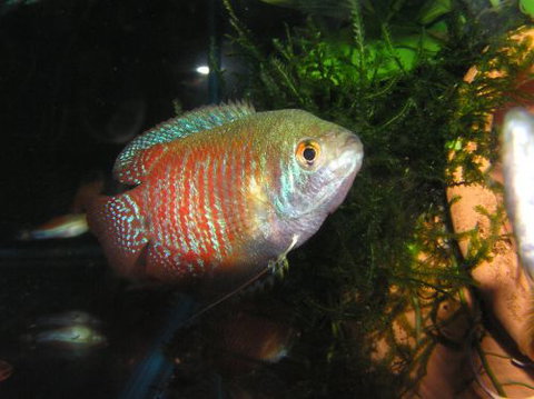 River To Reef Aquarium - Hotel QLD 4