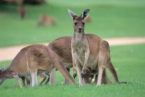 Half-Day Yanchep National Park & Crystal Cave - Hotel QLD 0