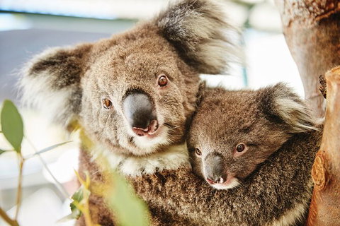 Half-Day Yanchep National Park & Crystal Cave - Hotel QLD 3