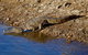 Lake Argyle Best Of Lake Argyle Cruise Departing Lake Argyle - thumb 8