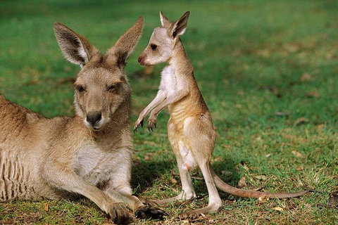 HEALESVILLE SANCTUARY ZOOBUS - MELBOURNE CITY RETURN - Hotel QLD 0