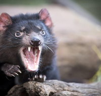 Port Arthur and Tassie Devils Active Day Tour from Hobart - Hotel QLD