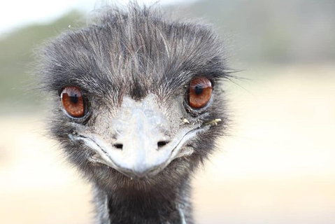 ZOODOO ZOO Tour, Meet The Famous Tasmanian Devil, Cuddle A Kangaroo, Feed A Lion - Hotel QLD 1