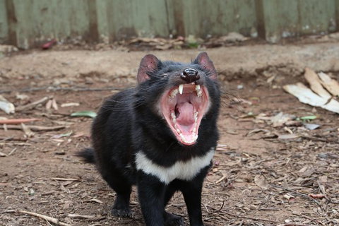 ZOODOO ZOO Tour, Meet The Famous Tasmanian Devil, Cuddle A Kangaroo, Feed A Lion - Hotel QLD 0
