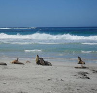 Kangaroo Island in a Day Tour from Adelaide - Hotel QLD