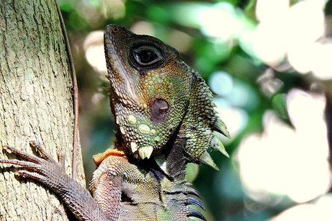 Daintree Rainforest, Cape Tribulation, Mossman Gorge In A Day - Hotel QLD 8