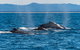 Half-Day Whale Watching And Canal Cruise From Surfers Paradise - thumb 4