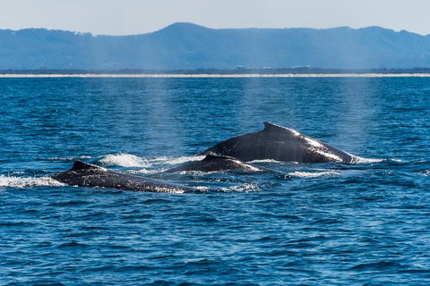 Half-Day Whale Watching And Canal Cruise From Surfers Paradise - Hotel QLD 4