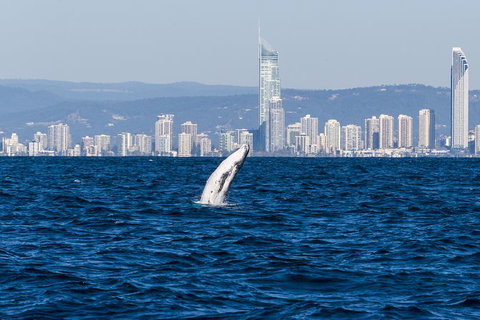 Half-Day Whale Watching And Canal Cruise From Surfers Paradise - Hotel QLD 8