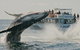 Half-Day Whale Watching And Canal Cruise From Surfers Paradise - thumb 3