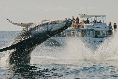 Half-Day Whale Watching And Canal Cruise From Surfers Paradise - Hotel QLD 3