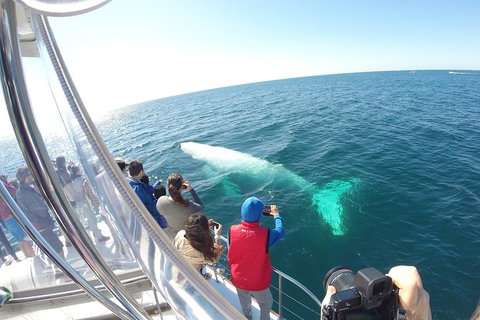 Half-Day Whale Watching And Canal Cruise From Surfers Paradise - Hotel QLD 6