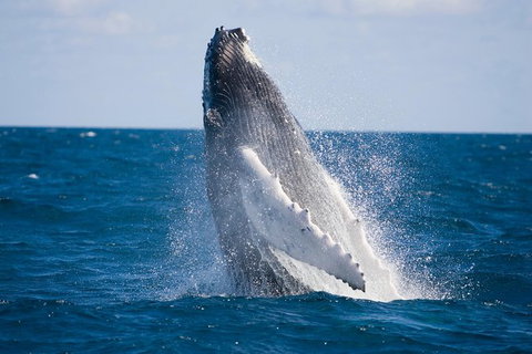 Half-Day Whale Watching And Canal Cruise From Surfers Paradise - Hotel QLD 5